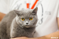 Выставка кошек в МАКСИ, Фото: 81