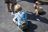В Туле прошла выставка собак всех пород: фоторепортаж, Фото: 25