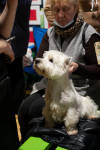 В Туле прошла выставка собак всех пород, Фото: 38