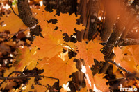 Золотая осень по-тульски, Фото: 143