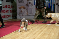 В Туле прошла выставка собак всех пород, Фото: 88