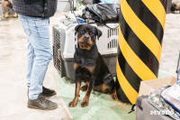 Сиба-ину, шпицы и алабаи: в Туле состоялась выставка собак, Фото: 44
