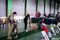 Выставка собак в Туле 24.11, Фото: 127
