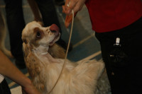 В Туле прошла всероссийская выставка собак, Фото: 6