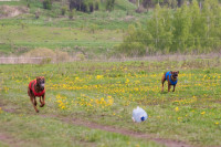 В Туле состоялись собачьи бега, Фото: 34