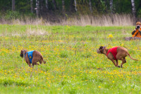 В Туле состоялись собачьи бега, Фото: 28