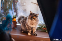 В Туле прошла выставка «Пряничные кошки» , Фото: 28
