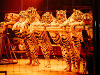 Новое грандиозное шоу Гии Эрадзе «Королевский цирк» стартует в Тульском цирке, Фото: 83