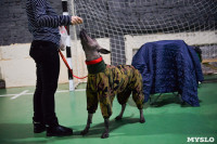Выставка собак в Туле , Фото: 105