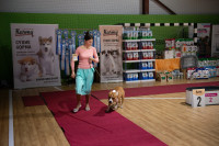 В Туле прошла выставка собак всех пород, Фото: 144