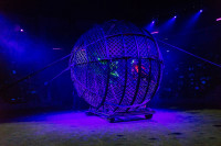 "Чудеса под Новый год" в Тульском цирке, Фото: 87