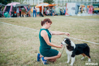 Всероссийская выставка собак в Туле, Фото: 78