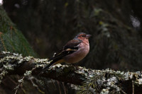 Фотографии дикой природы Даниила Маликова., Фото: 7