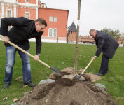 Члены правительства региона высадили аллею в кремле, Фото: 3