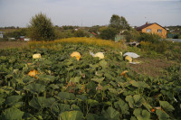 Гигантские тыквы из урожая семьи Колтыковых, Фото: 15