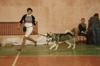 В Туле прошла всероссийская выставка собак, Фото: 35