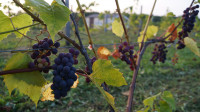 Виноград с южных склонов Дубны: как работает необычная семейная ферма в Тульской области, Фото: 51