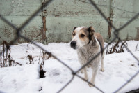 Как живет собачий патруль Туламашзавода, Фото: 42