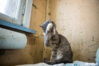 Волонтеры спасли кошек из адской квартиры, Фото: 88