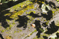 Всехсвятское кладбище, Фото: 98