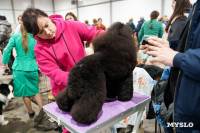 Сиба-ину, шпицы и алабаи: в Туле состоялась выставка собак, Фото: 54