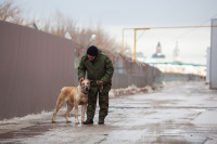 Как живет собачий патруль Туламашзавода, Фото: 3
