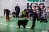 Выставка собак в Туле 24.11, Фото: 51