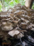В Ясной Поляне засняли редкий краснокнижный гриб-баран, Фото: 16