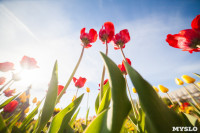 Тюльпаны в Туле, Фото: 7