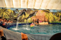Шоу карибских дельфинов, Фото: 8