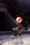 Успейте посмотреть шоу «Новогодние приключения домовенка Кузи» в Тульском цирке, Фото: 137
