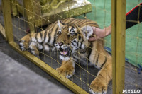Фитнес для тигрят: как воспитываются будущие звезды цирка?, Фото: 33