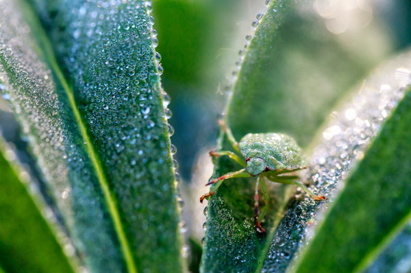 Клоп (Palomena prasina - Щитник зеленый) в каплях утренней росы