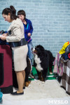 Выставка собак в Туле, Фото: 78
