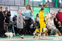 Пражский крысарик, хотошо и кангал: в Туле прошла выставка собак всех пород, Фото: 45