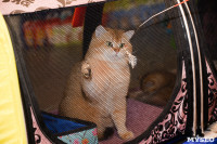 Выставка кошек в Искре, Фото: 63