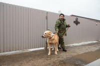 Как живет собачий патруль Туламашзавода, Фото: 27