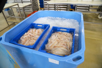 Дмитрий Миляев посетил предприятие по производству замороженной рыбы и полуфабрикатов, Фото: 24
