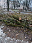 Жители Косой Горы пожаловались на брошенные после опиловки деревья  , Фото: 1