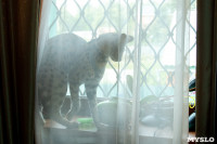 Бэби-леопард дома: зачем туляки заводят диких сервалов	, Фото: 23