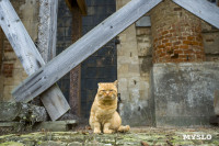 Храм Спаса Нерукотворного Образа, Фото: 38