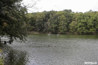 Туляки сообщают о массовой гибели уток в Платоновском парке, Фото: 5