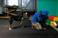 Хвостатые волонтеры: как собаки ищут пропавших живых и мертвых, Фото: 14