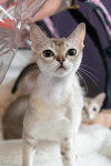 Выставка кошек 25.02.23, Фото: 81