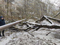 В Туле упавшее дерево переломило ВАЗ и повредило еще три авто, Фото: 5