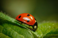 , Фото: 5