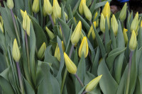 Тюльпаны , Фото: 1
