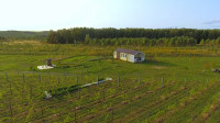 Виноград с южных склонов Дубны: как работает необычная семейная ферма в Тульской области, Фото: 36
