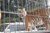 Тигры в городе!, Фото: 4