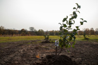В Ясной Поляне посадили яблони, Фото: 15